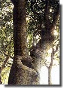 大津島ツバキの巨樹