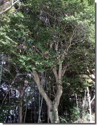 大津島ツバキの巨樹
