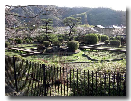 城山花菖蒲園-ハナショウブ