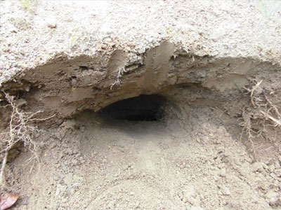 土葬の空洞