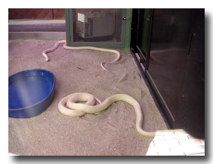 白蛇-シロヘビ