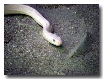 白蛇-シロヘビ